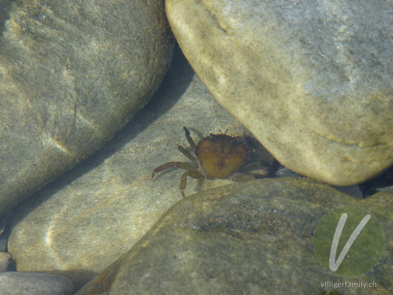 Strandkrabbe: Übersicht